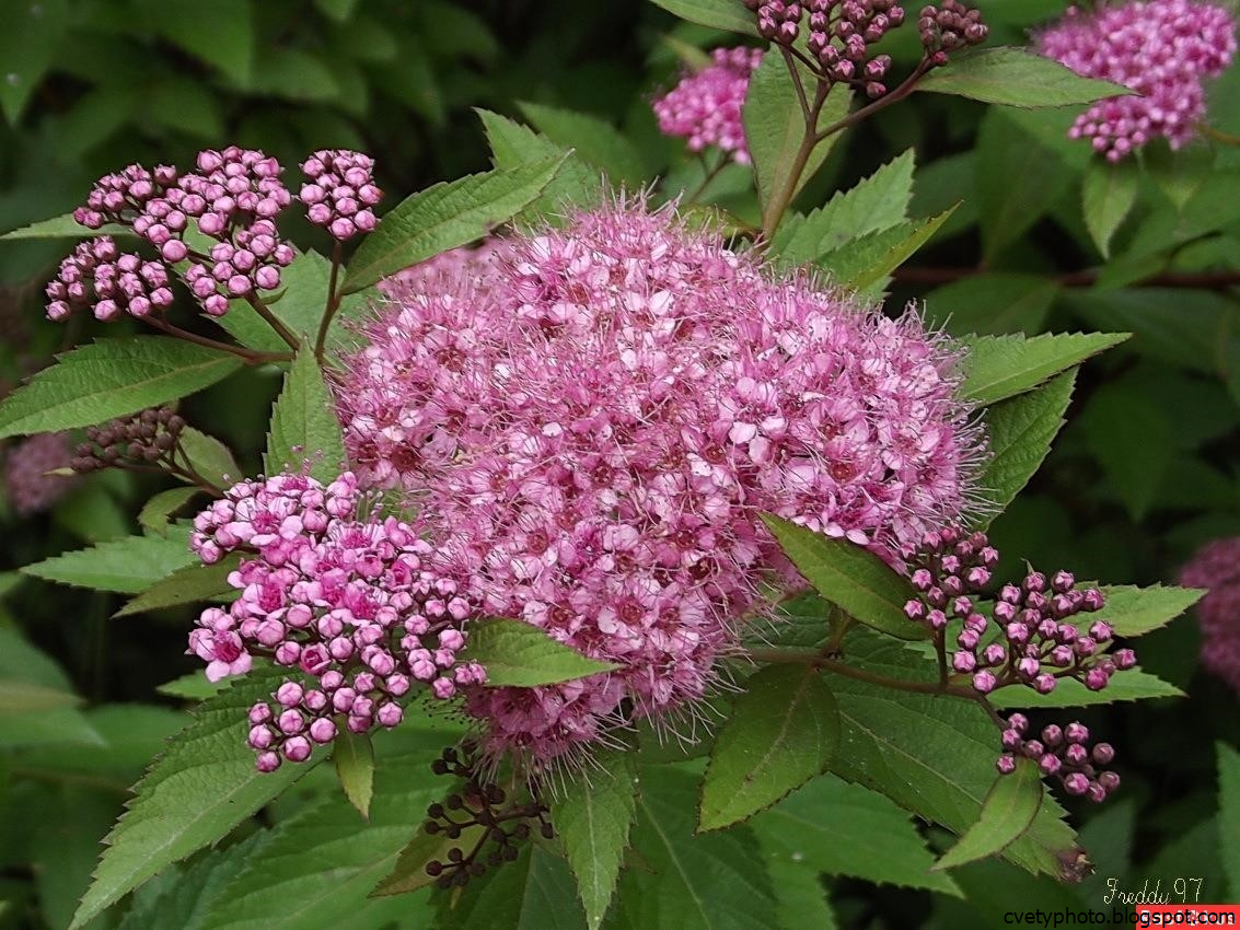 Спирея Фото Цветов – Telegraph