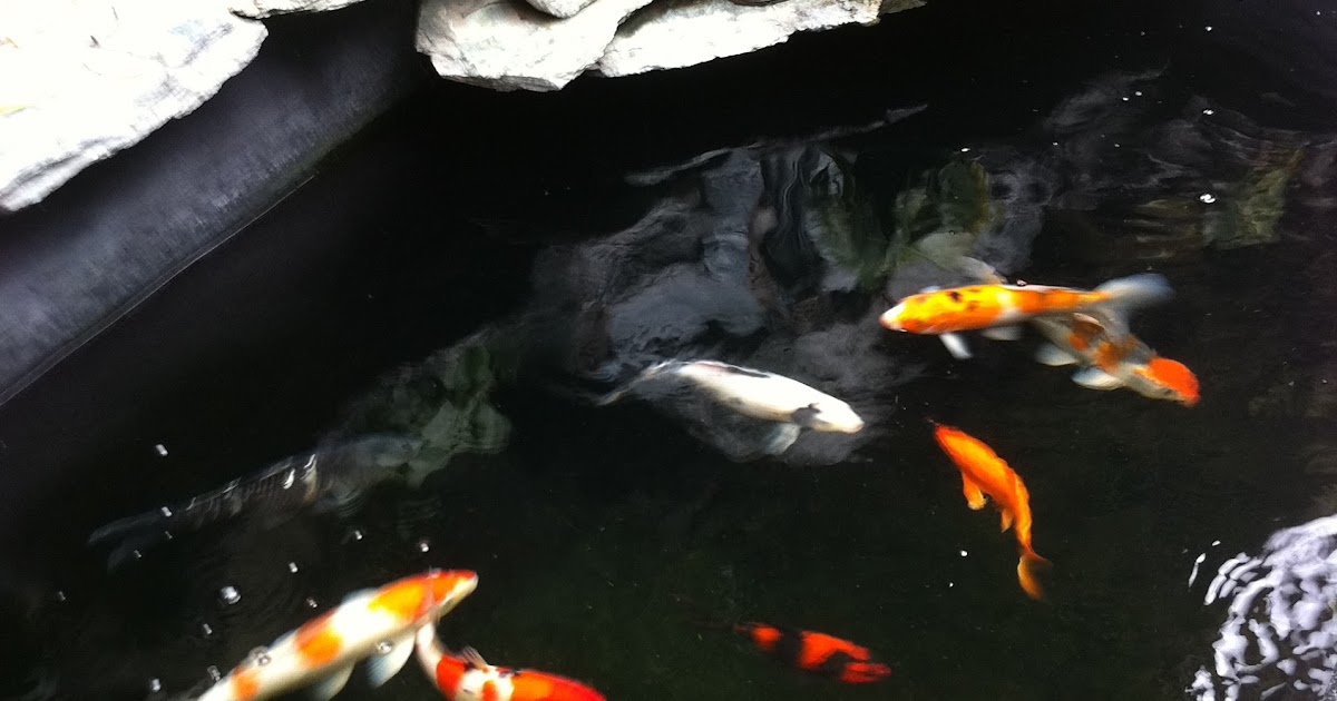 koi-pond-bird-protection-3.jpg