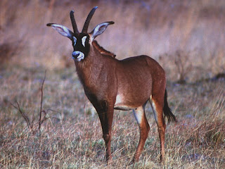 Antelope Animal Pictures