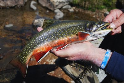 brook trout