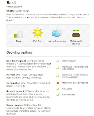 When to plant basil in Ohio Sprout It