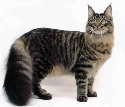 Maine Coon Cats Photo Gallery Maine Coon Cat Pictures
