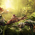 Free Nature Wallpaper Featuring Peaceful Forest Life