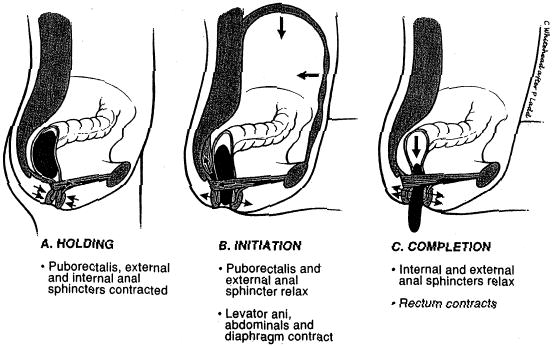 the plant based pharmacists blog the anatomy of a bowel movement how linzess works