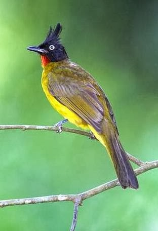 Sekilas Kutilang Emas Si Pemalu Yang Mempesona Blog Pecinta