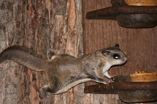 Flying squirrel looking at peanut butter on a feeder.
