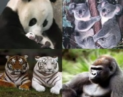 Animals in danger of extinction