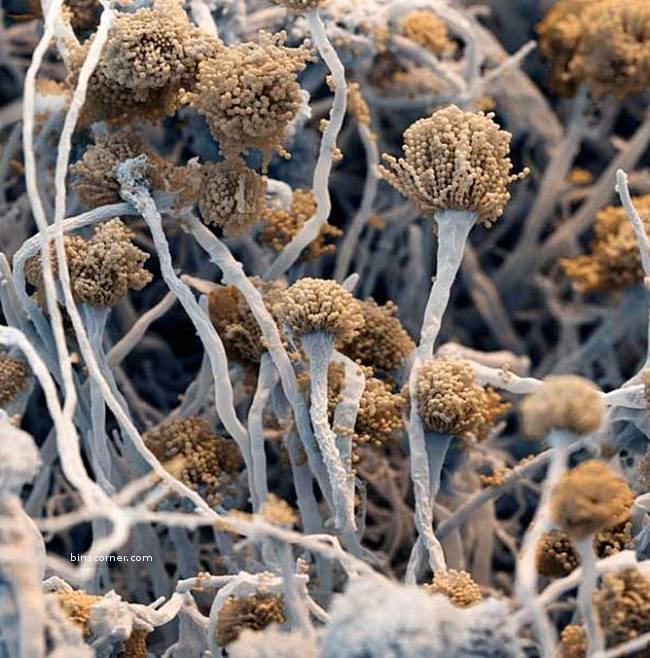 nail fungus fungal spores