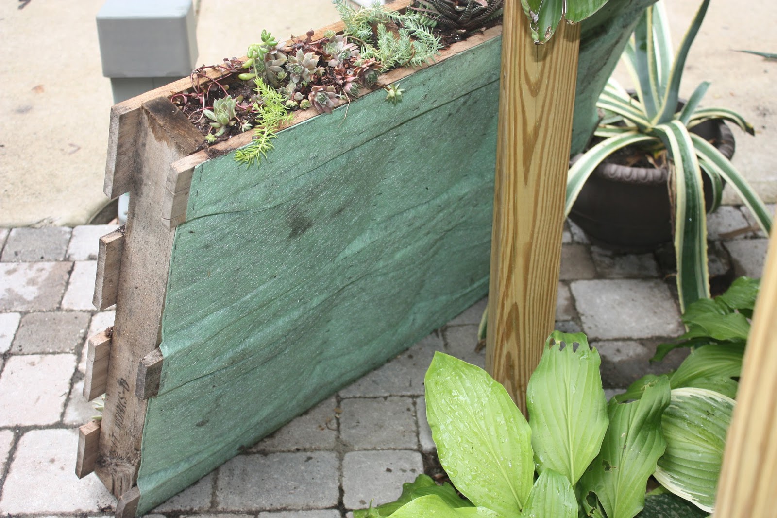 Garden Thyme with the Creative Gardener Pallet Gardening