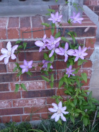 I have 2 Clematis vines. They are growing so fast.