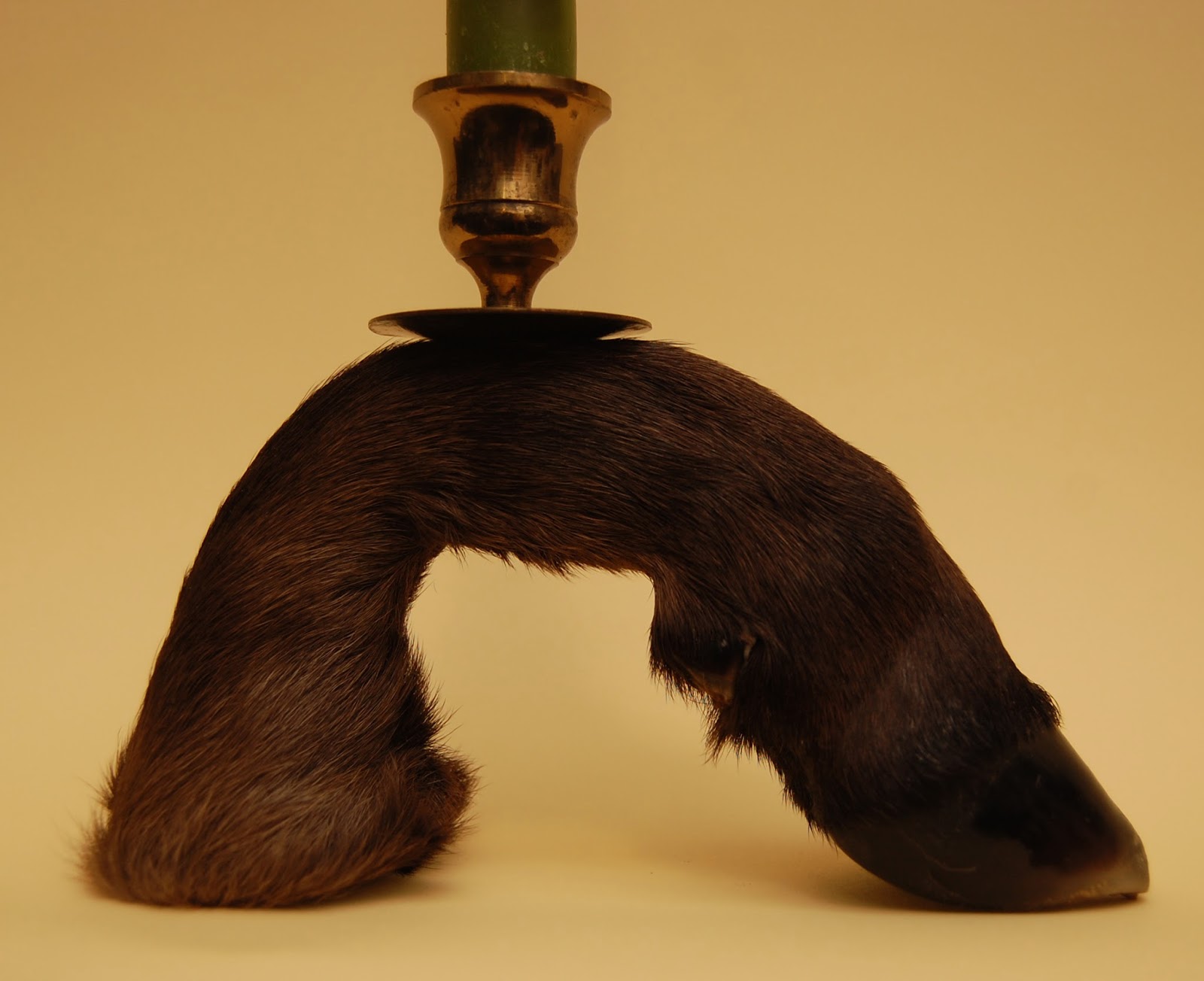 Diamond Tooth Taxidermy