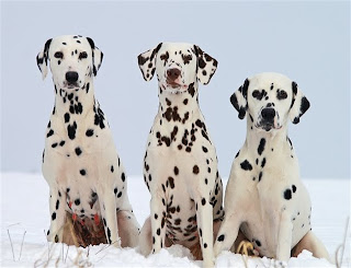 dalmatian dog dalmatian dog puppy puppies pets dog hound canine pooch canis bow-wow despicable fellow qen txakurra gos pas hond koer aso koira kutya hundur madra pets huisdieren animaux de compagnie Haustiere de companie husdjur Evcil Hayvan anifeiliaid anwes domace zvali augintiniai alagang hayop domaci zvirata kucni ljubimci animals domestics maskotak