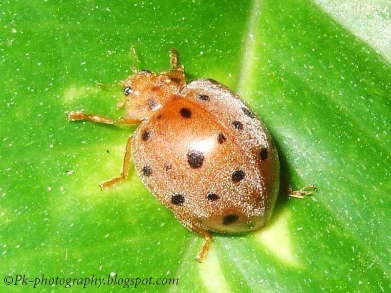 28spotted Potato Ladybird Nature, Cultural, and Travel Photography Blog