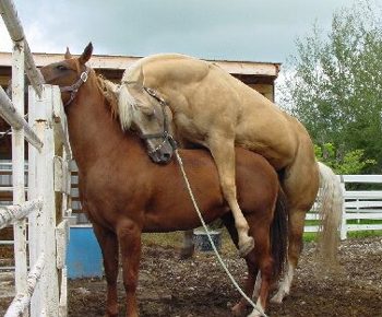 Horse Mating