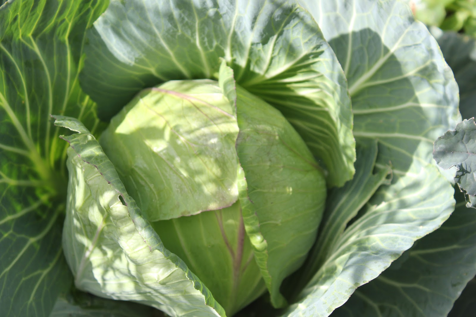 The Seasonal Garden Mustard Cabbage Pickles