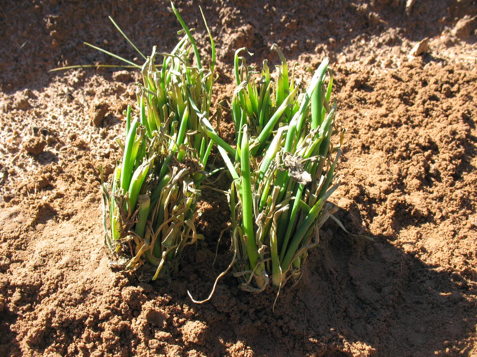 Sensible Survival Caring for Onion Sets Prior to Planting