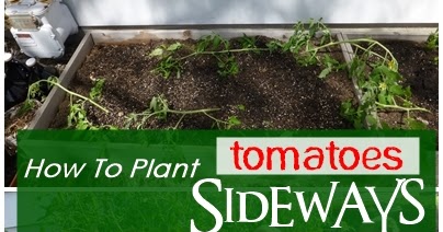 Little Big Harvest Planting Tomatoes Sideways,Lacto Vegetarian Logo