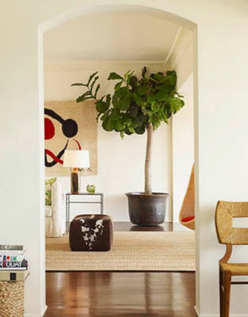 All About Fiddle Leaf Fig Tree