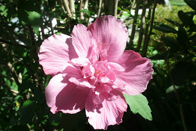 Hibiscus syriacus "Lavender Chiffon" Rose of Sharon by garden muses: a Toronto gardening  blog