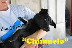 Chimuelo, adoptado!!