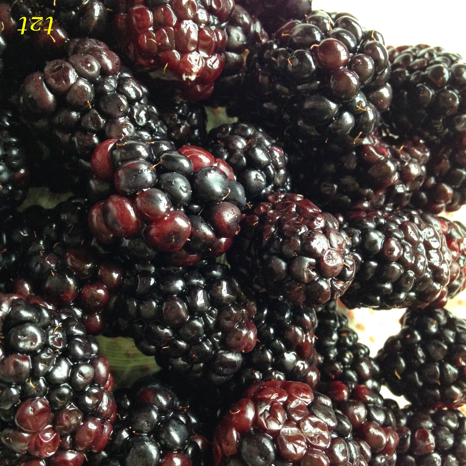 Blackberry Vinegar Turnips 2 Tangerines