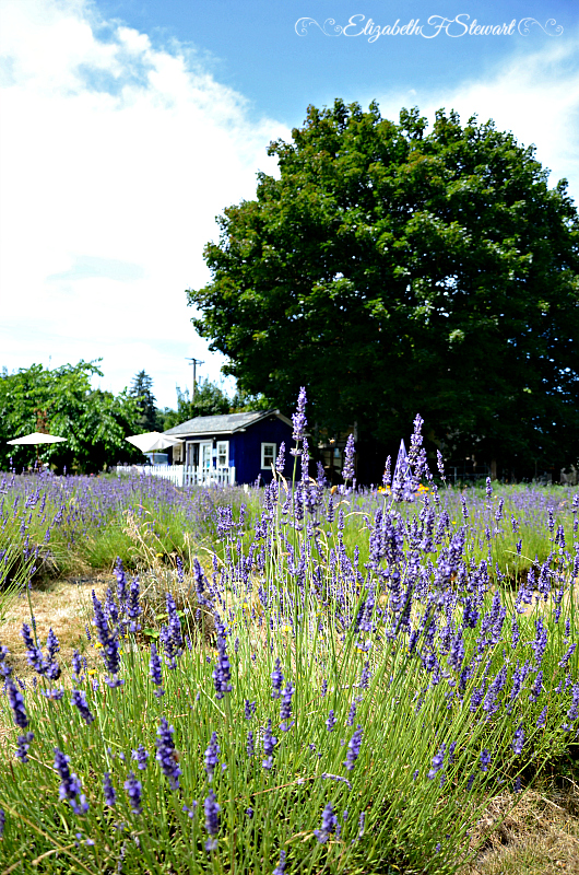 Just following Jesus in my real life... A visit to Sauvie Island