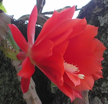 Cactus orquídea epiphyllum vermelha