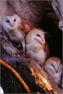 Barn Owl