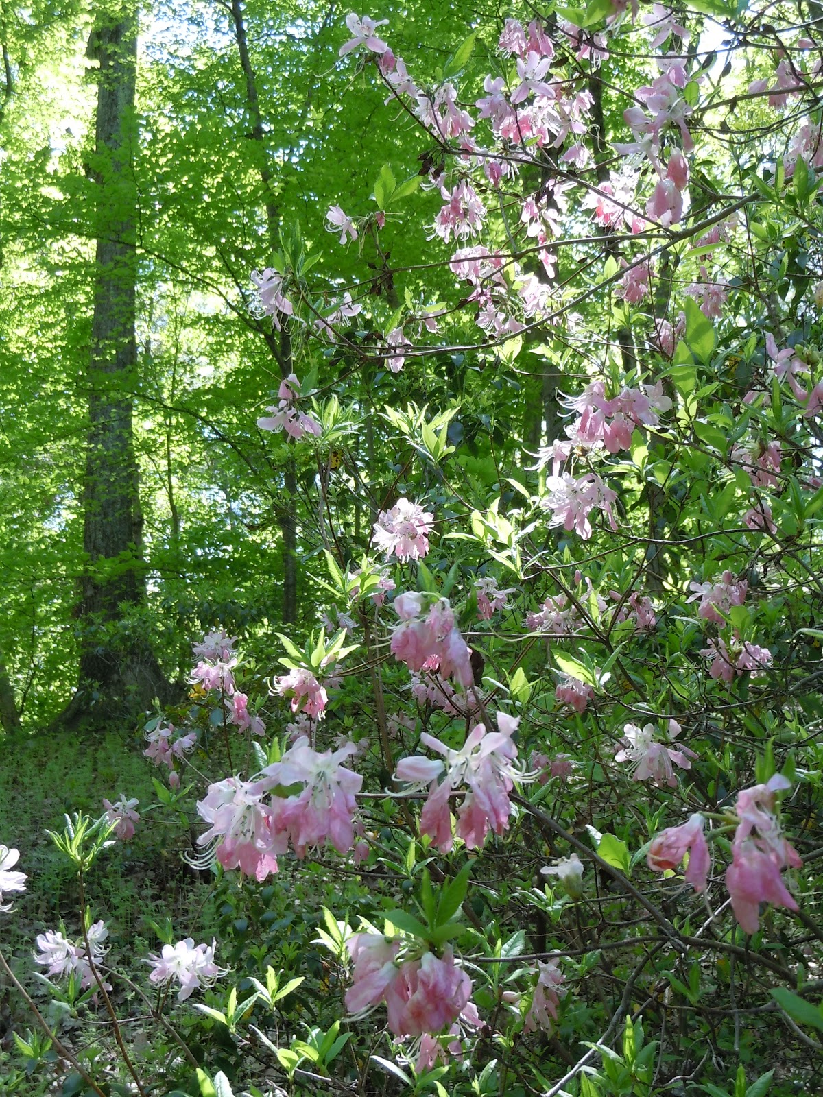 Life From The Roots May 12 2012