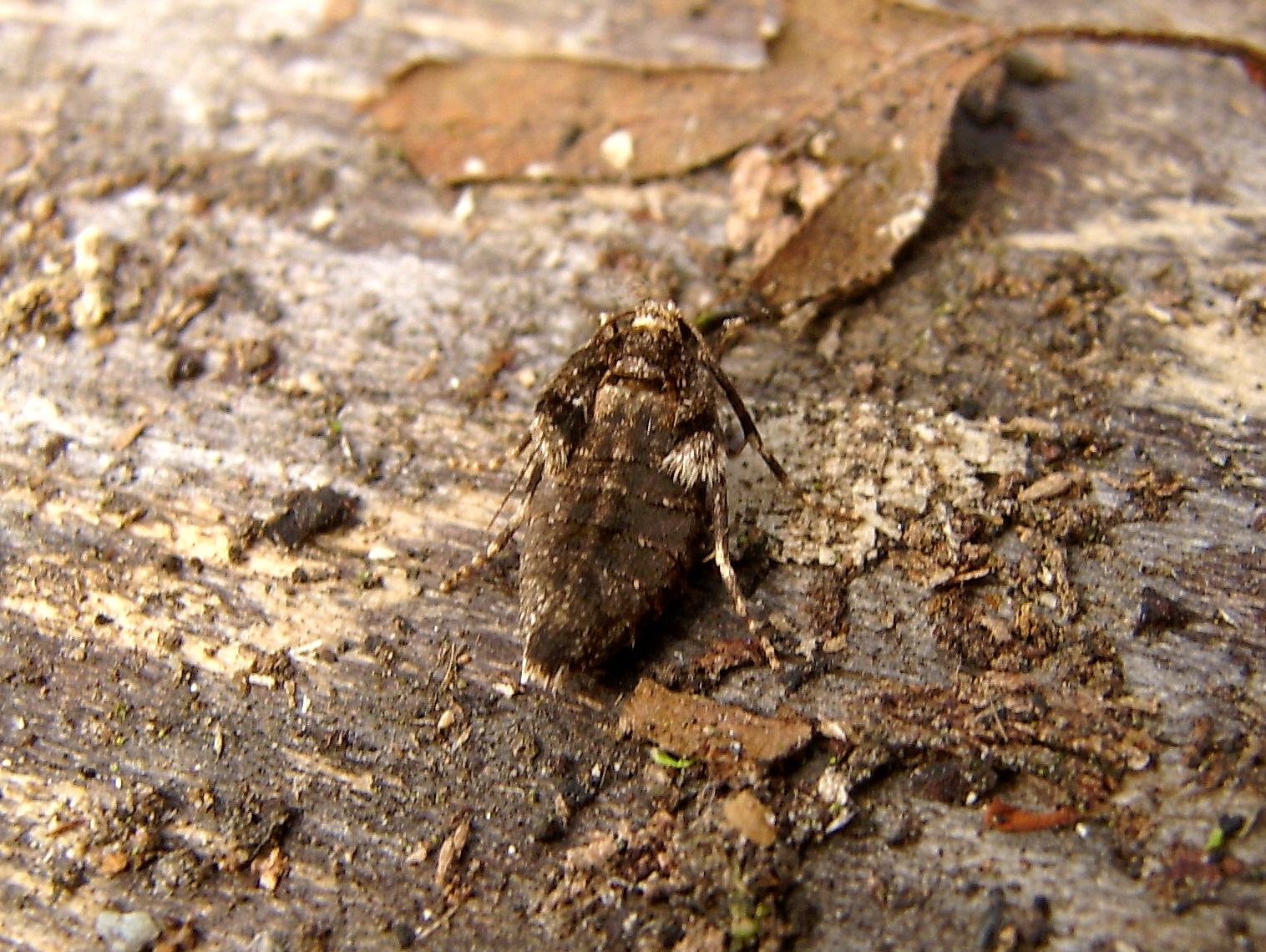Moth Identification