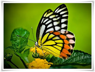 Butterfly Animal Pictures