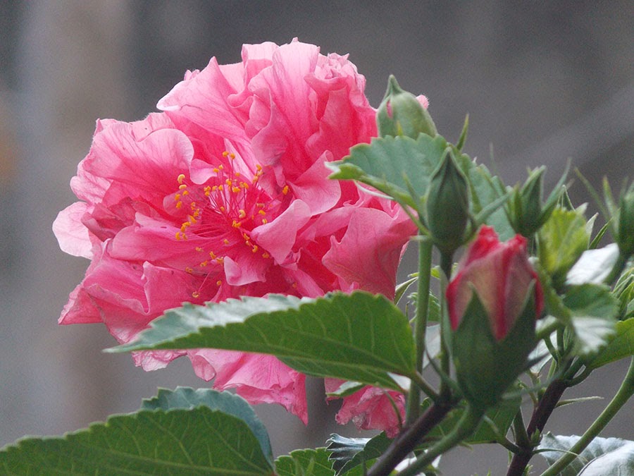 rosas no jardim de deus:TMVbijoux: Nova Tag no Blog, Flores do Jardim – Hibisco Rosa rosas no jardim de deus:TMVbijoux: Nova Tag no Blog, Flores do Jardim – Hibisco Rosa