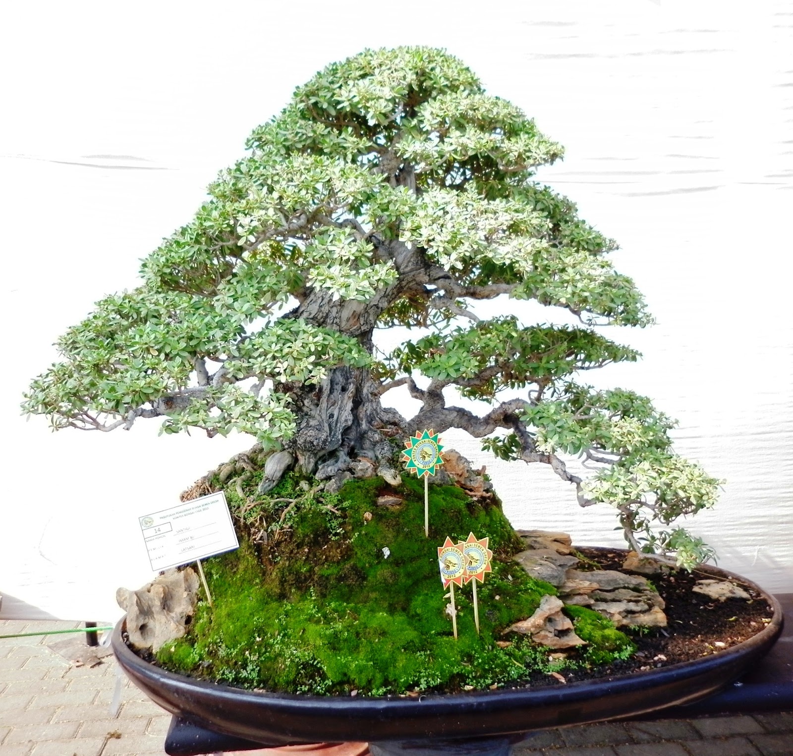 Gambar 10 Terbaik Kontes Bonsai ESGE 2012 Bonsai Tuban