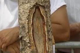 Η Παναγία σε δέντρο στην Νέα Υόρκη; i panagia se dentro