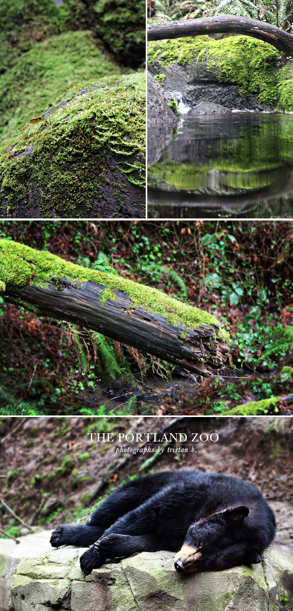 the portland zoo part i besotted
