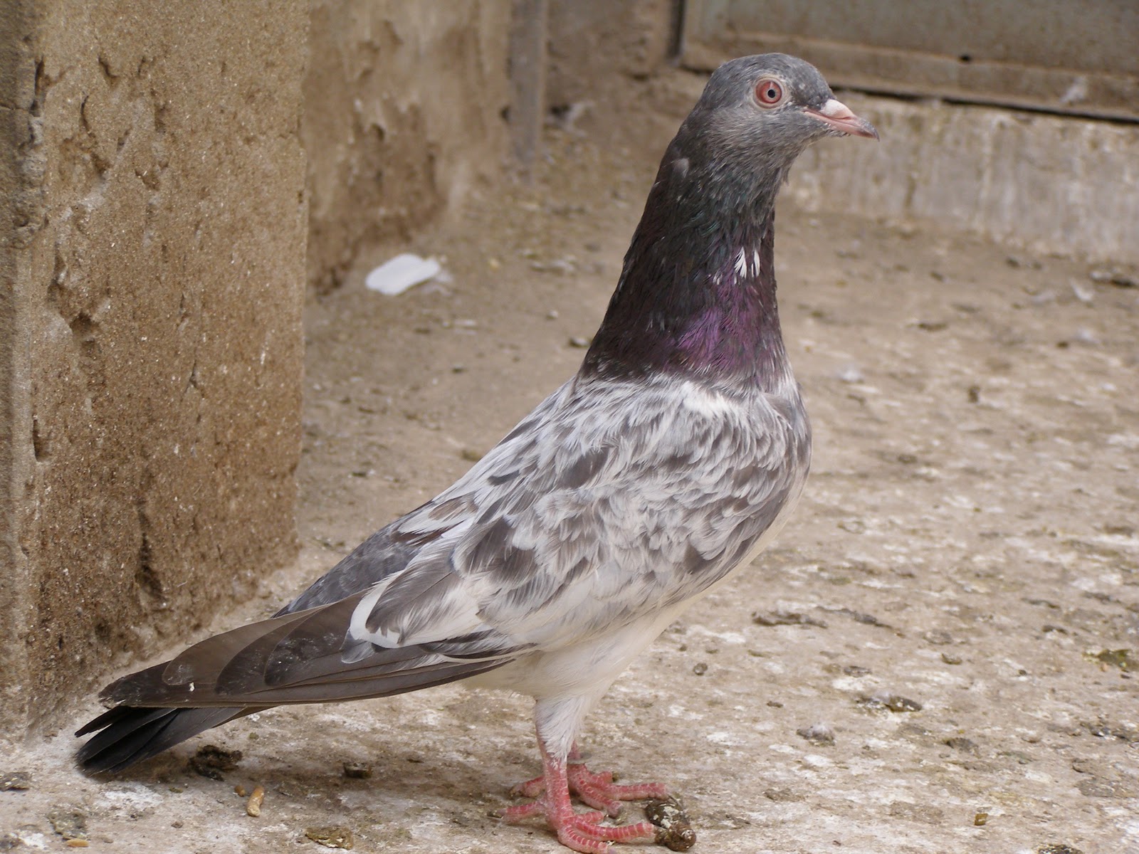 Pakistan's pigeon racers