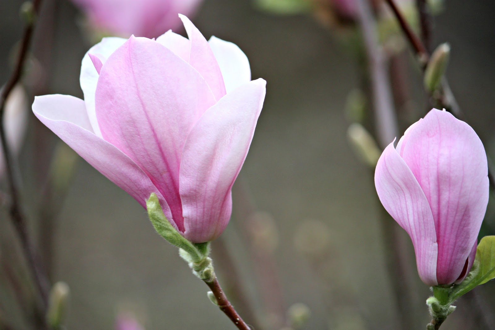 Carol Steel Saucer Magnolia