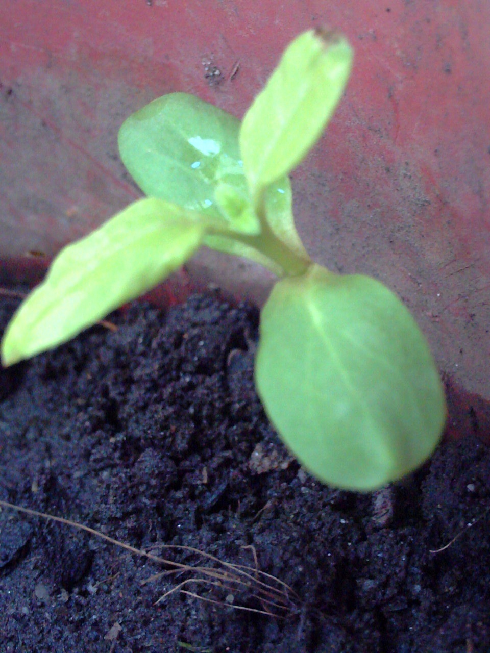 Gambar Tanah Loam