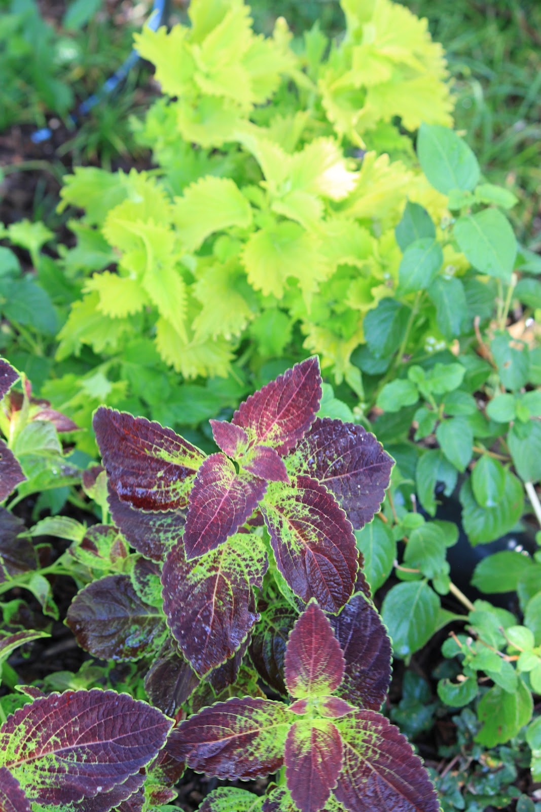 Garden Containers in Madison, Cool Coleus With a Hot Name Wasabi