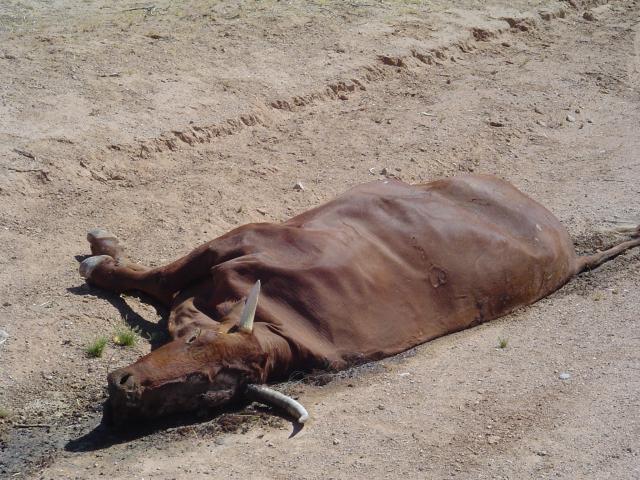 Dead Cow