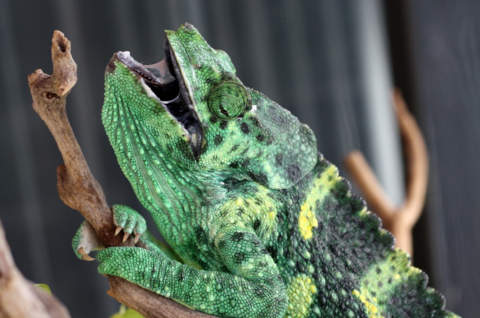 Guinevere, the Meller's Chameleon with Infections: Her Medical Log
