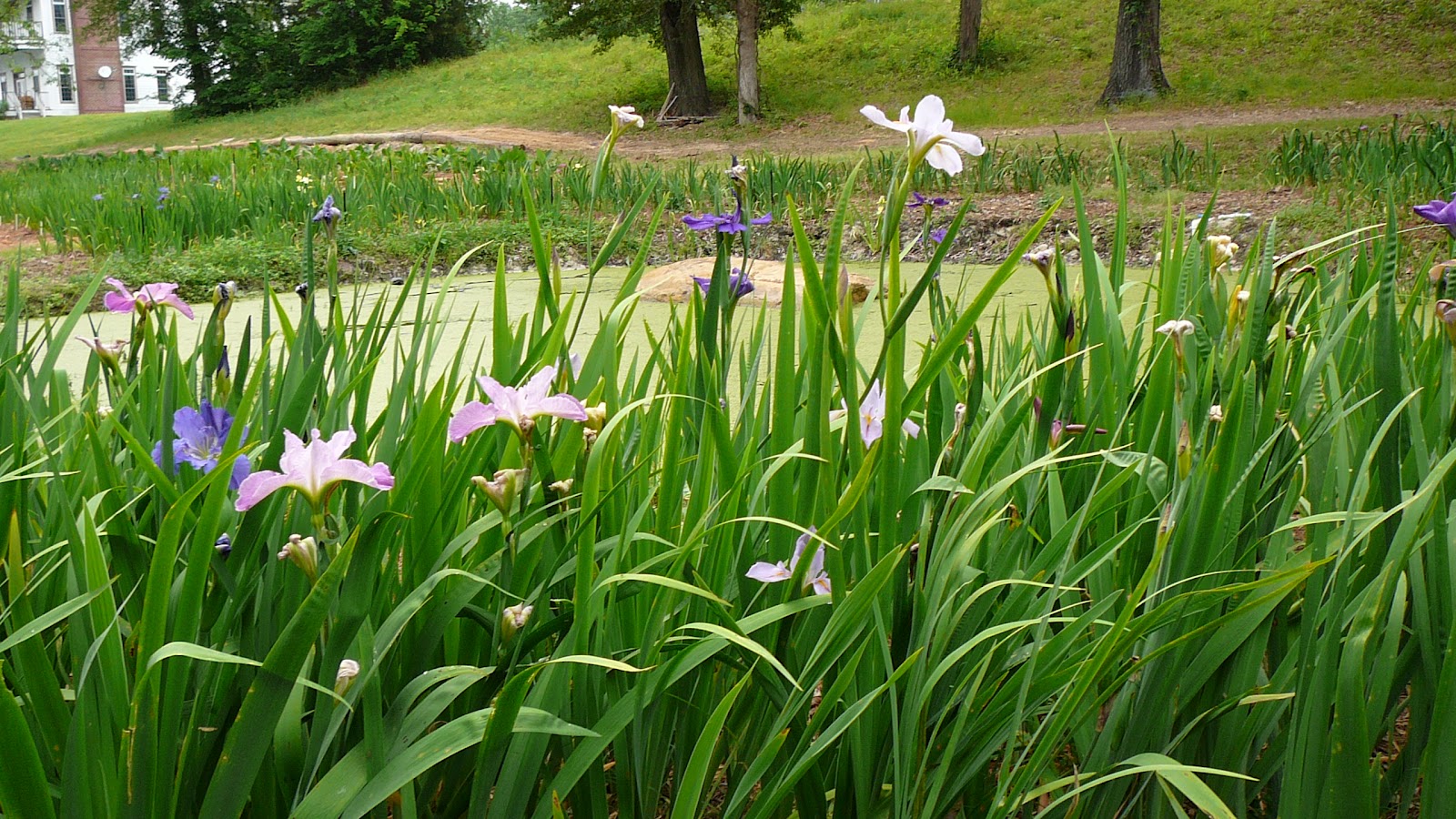 hardy koi pond plants japanese irises
