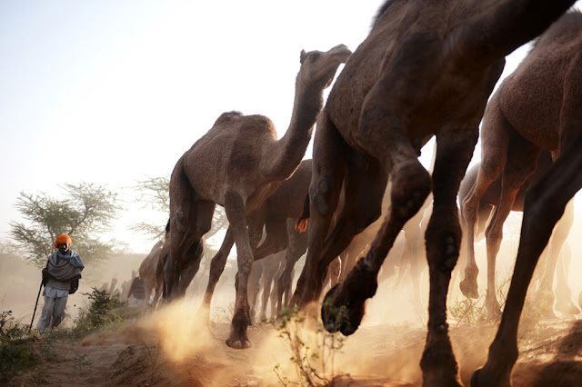 الهند: إحتفالات بوشكار لعام 2012 Pushkar+Camel+%283%29