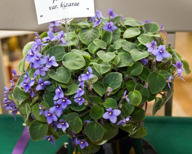 Saintpaulia Ionantha