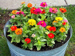 zinnias en macetas zinnias en macetas