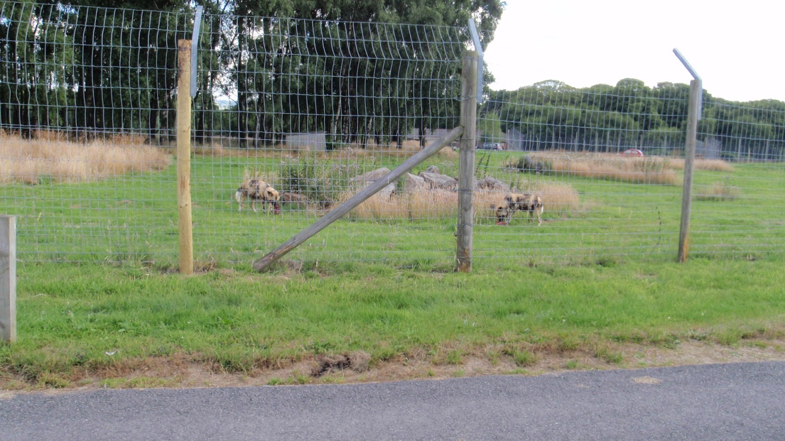 Wow what a fantastic day at Knowsley Safari Park Crochet Addict UK