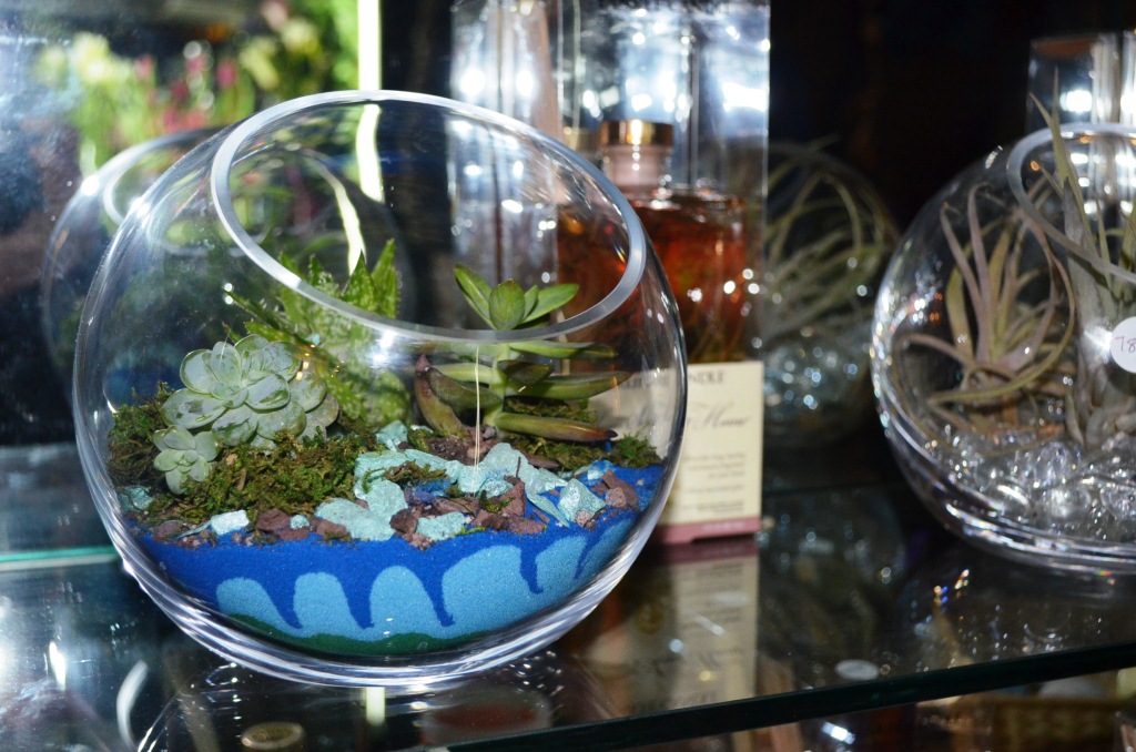 Air Plants and Terrariums for the home and office