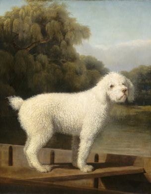 Albino Poodle