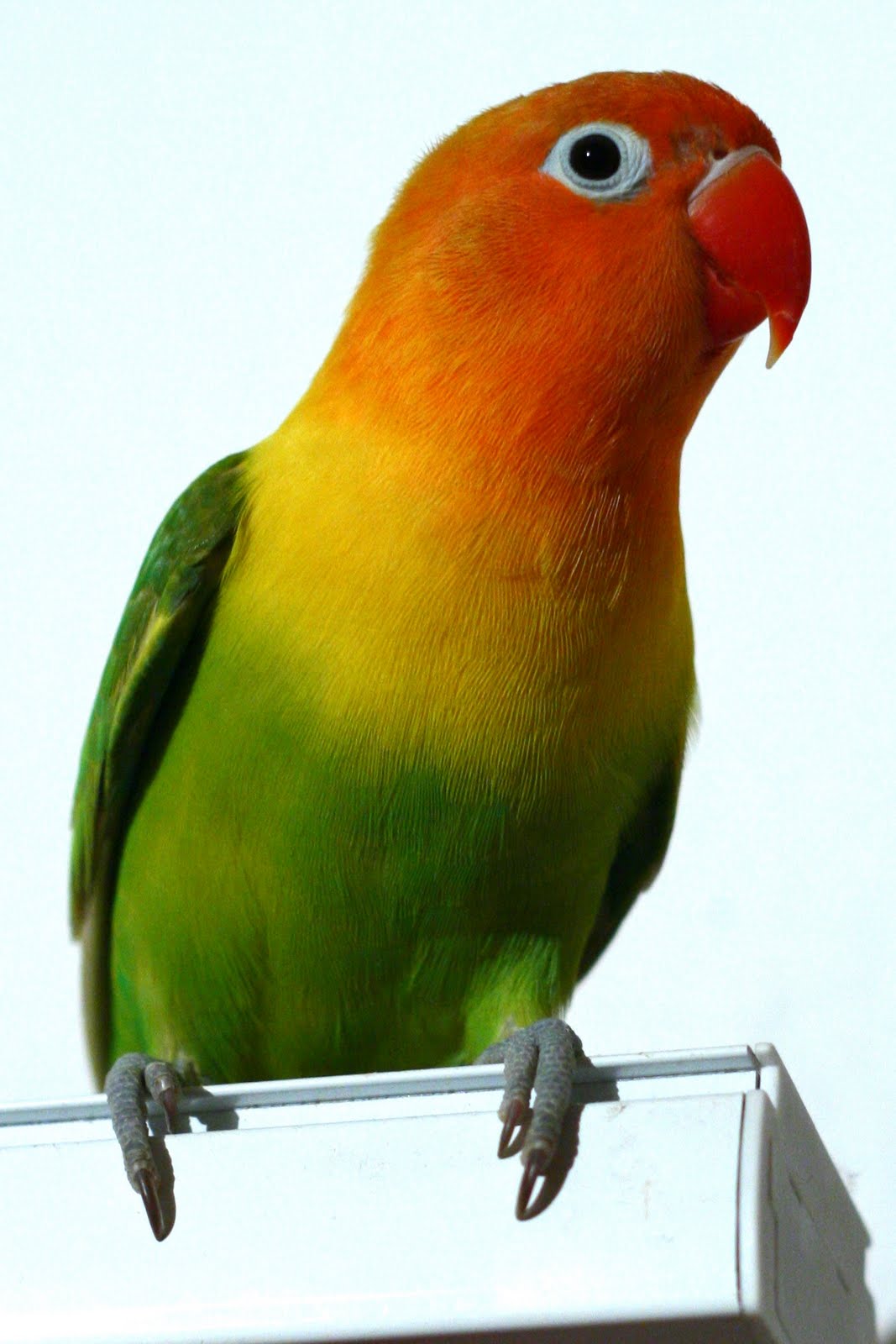 Green Lovebird