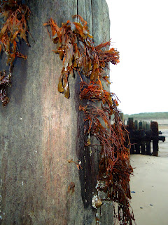 Seaweed on a Groyne